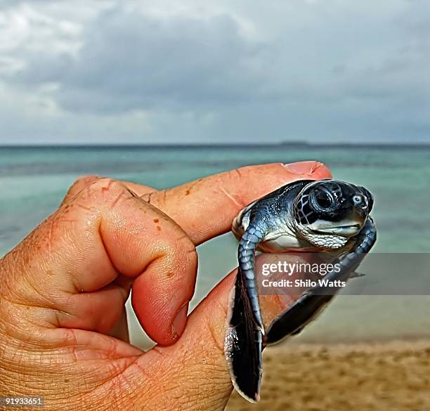 Baby sea turtle