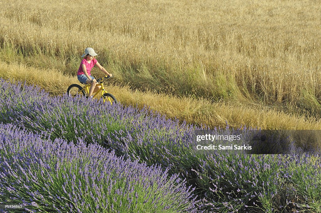 Girl biking among lavender and wheat fields