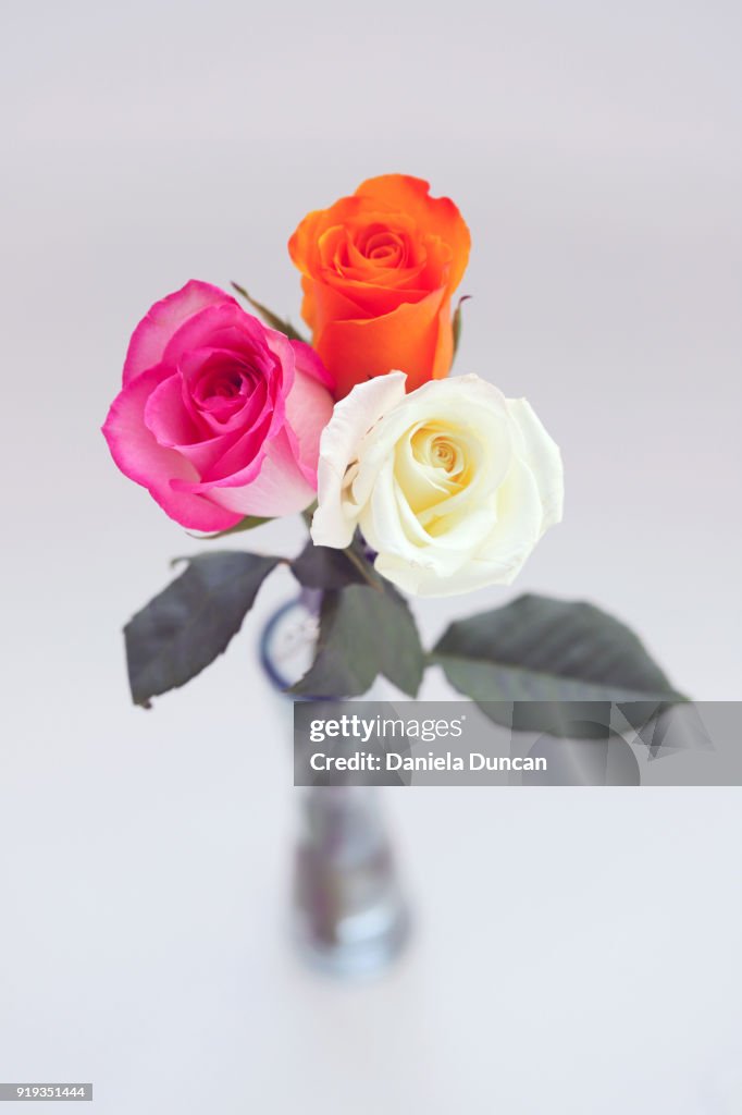 Three Roses Multiple Colors Three Different Roses High-Res Stock Photo - Getty Images