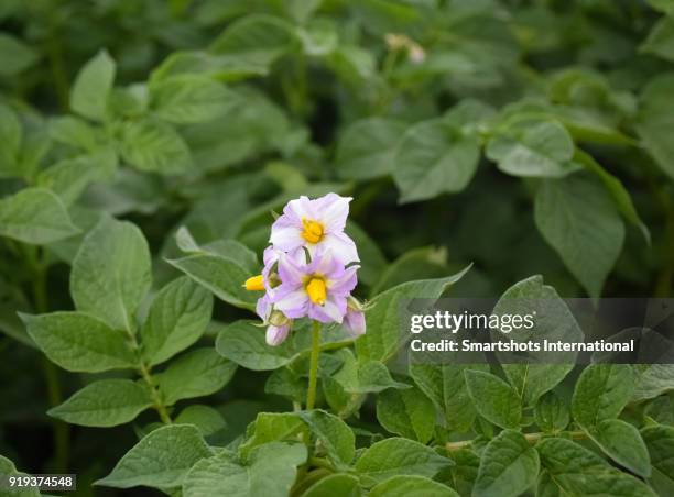 potato plant flower bloosom close up - kartoffelblüte nahaufnahme stock-fotos und bilder