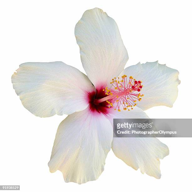 white hibiscus flower in close-up on plain background - hibiscus stock pictures, royalty-free photos & images