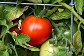 On the vine tomato
