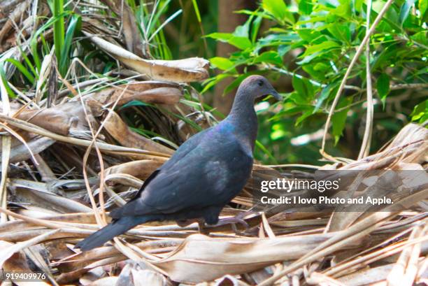 columba janthina nitens - ogasawara islands stock pictures, royalty-free photos & images