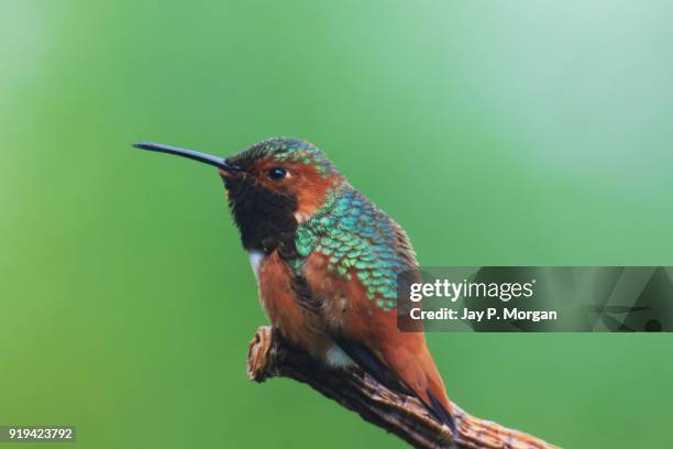 hummingbird perched on stick - green crowned brilliant hummingbird stock pictures, royalty-free photos & images