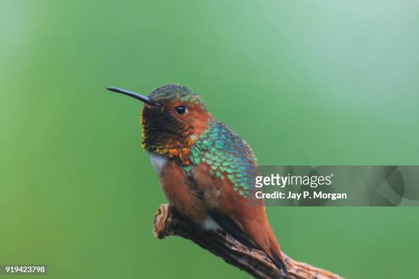 hummingbird perched on stick - green crowned brilliant hummingbird stock pictures, royalty-free photos & images