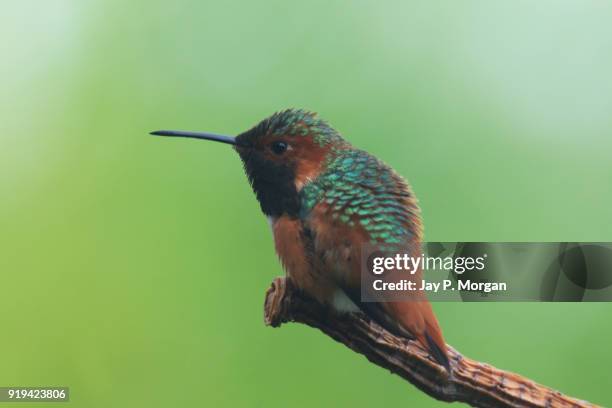 hummingbird perched on stick - heliodoxa jacula imagens e fotografias de stock