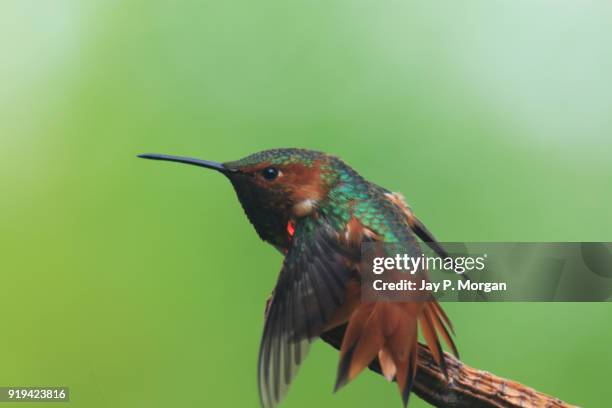 hummingbird perched on stick - green crowned brilliant hummingbird stock pictures, royalty-free photos & images