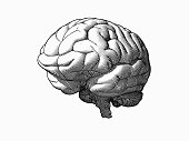 Engraving monochrome brain in perspective view on white BG