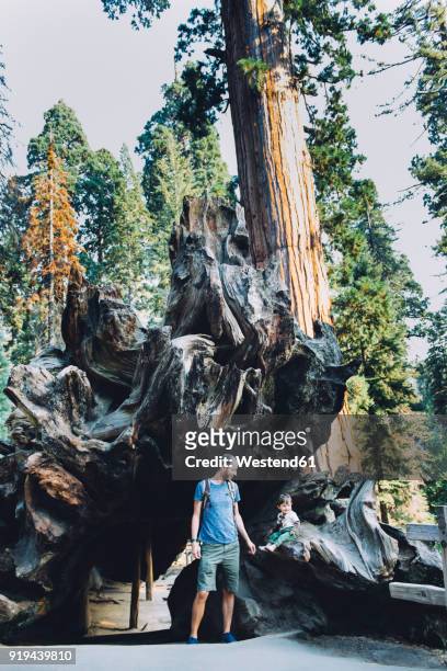 usa, california, father and baby visiting sequoia national park - giant sequoia stock-fotos und bilder