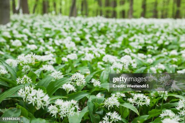 germany, north rhine-westaphalia, eifel, wild garlic blossom in beech forest - ramson stock-fotos und bilder