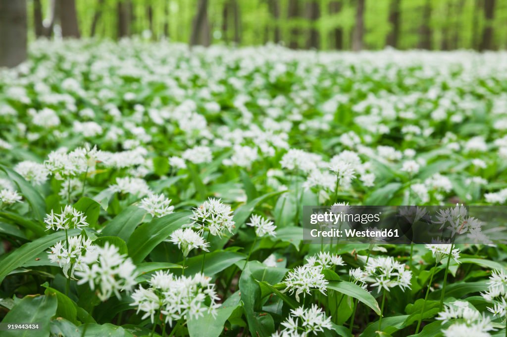 Germany, North Rhine-Westaphalia, Eifel, wild garlic blossom in beech forest