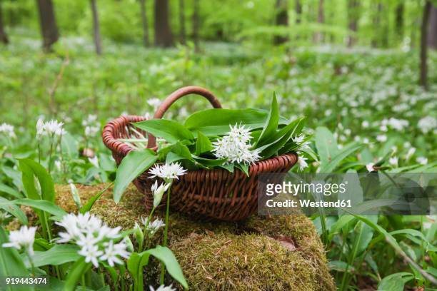 germany, north rhine-westphalia, eifel, wild garlic, allium ursinum, in wicker basket - ramson stock-fotos und bilder