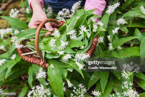 germany, north rhine-westphalia, eifel, wild garlic, allium ursinum, in wicker basket - allium flower stockfoto's en -beelden