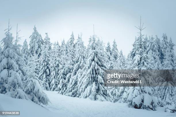 germany, hesse, hochtaunuskreis, feldberg, winterlandscape with snow covered trees - nieve profunda fotografías e imágenes de stock