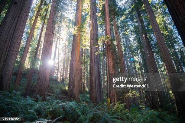usa, california, crescent city, jedediah smith redwood state park, redwood trees against the sun - redwood stock-fotos und bilder