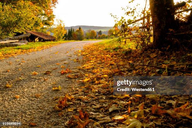 germany, bavaria, upper bavaria, miesbach, taubenberg, forest track in autumn in the morning - miesbach stockfoto's en -beelden