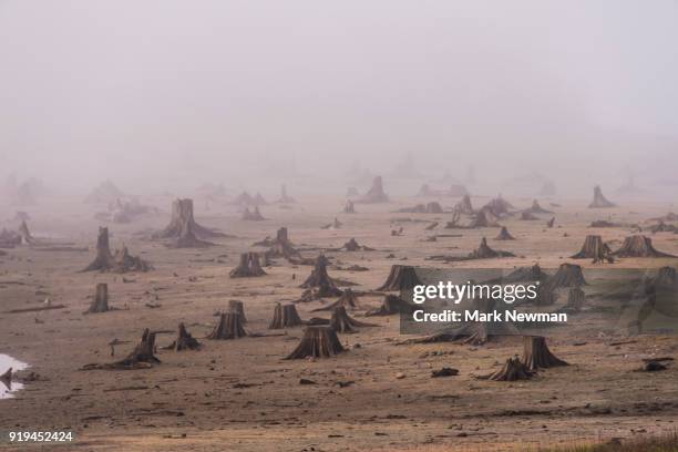 logging clearcut - deforestation fotografías e imágenes de stock