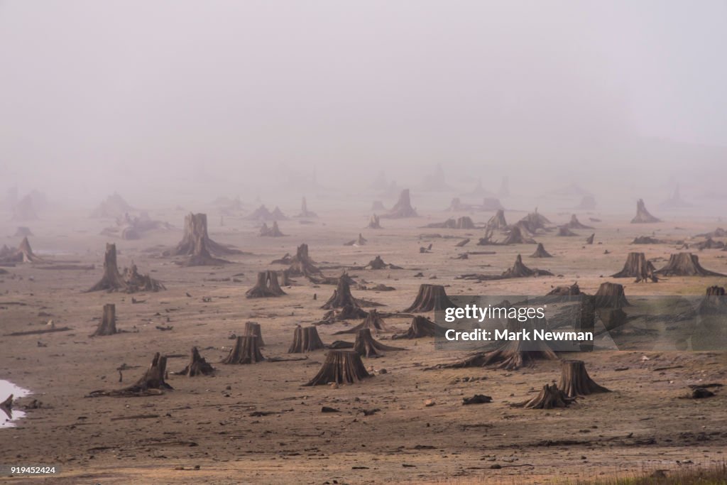 Clean Cut Logging Logging Clearcut High-Res Stock Photo - Getty Images