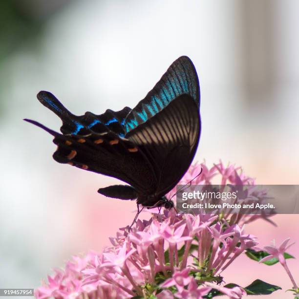 chinese peacock and pentas - swallowtail butterfly stock pictures, royalty-free photos & images