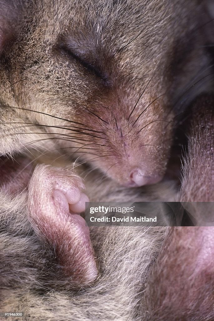 Close-up of face and foot of sleeping Pygmy possum, Cercartetus nanus. Vertical.
