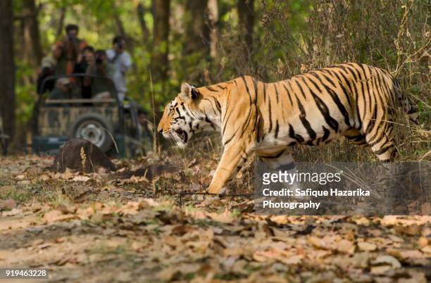 shoot me if you can - panthera tigris tigris stock pictures, royalty-free photos & images