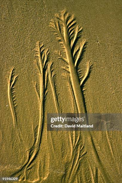 tree-like branching pattern in beach sand caused by draining water. vertical. - treelike stock pictures, royalty-free photos & images