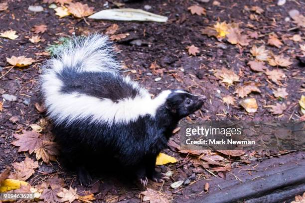 striped skunk - skunk stock pictures, royalty-free photos & images