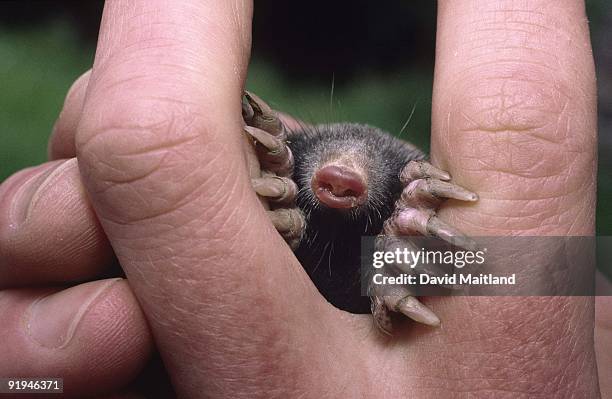 a european mole, talpa europaea, peers out from between the fingers of a human hand. horizontal. - talpa europaea stock pictures, royalty-free photos & images