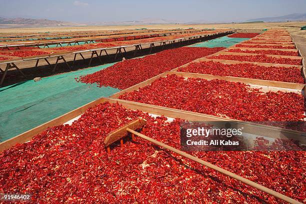 red peppercorns, sun-dried, southeast anatolia, turkey - ali kabas photos et images de collection