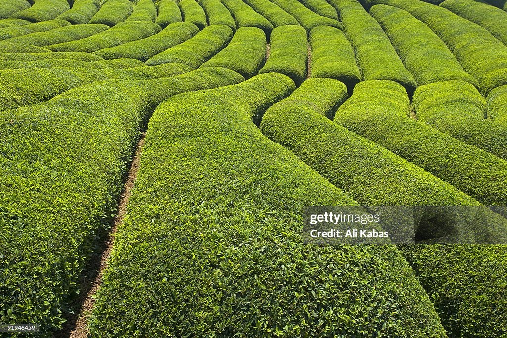Tea field in Rize, Black Sea region of Turkey