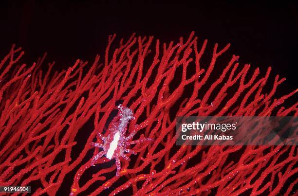 white soft coral crab (naxioides taurus) on red gorgonian at big drop-off (ngemelis wall), palau, micronesia - ali kabas stock pictures, royalty-free photos & images