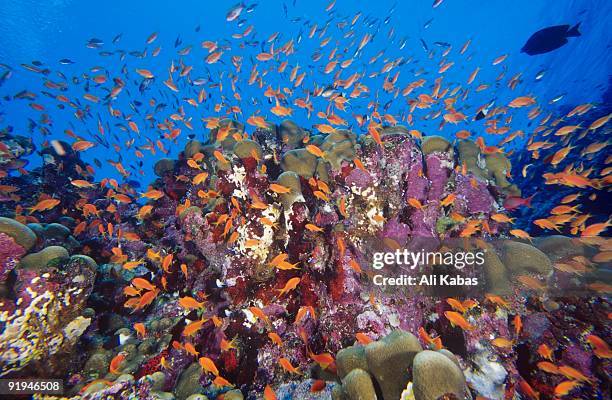 school of scalefin anthias, anthias squamipinnis, at daedalus reef (abu el-kizan), red sea, egypt - ali kabas photos et images de collection