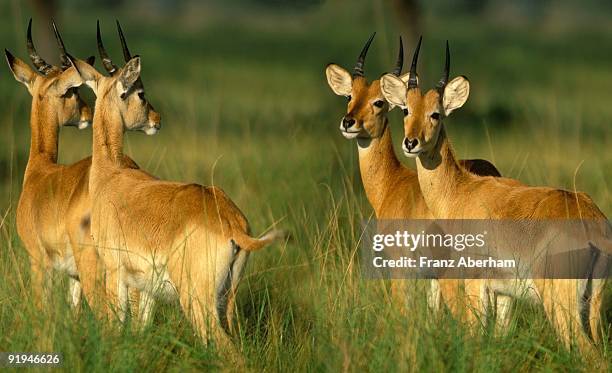 uganda kobs, queen elizabeth n.park, uganda - antelope stock pictures, royalty-free photos & images