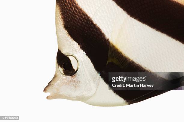 long-fin bannerfish (heniochus acuminatus). also known as black and white heniochus butterfly fish or poor mans' moorish idol. omnivorious tropical marine fish. dist.tropical indo-west and central pacific. studio shot against white background. - longfin bannerfish stock-fotos und bilder