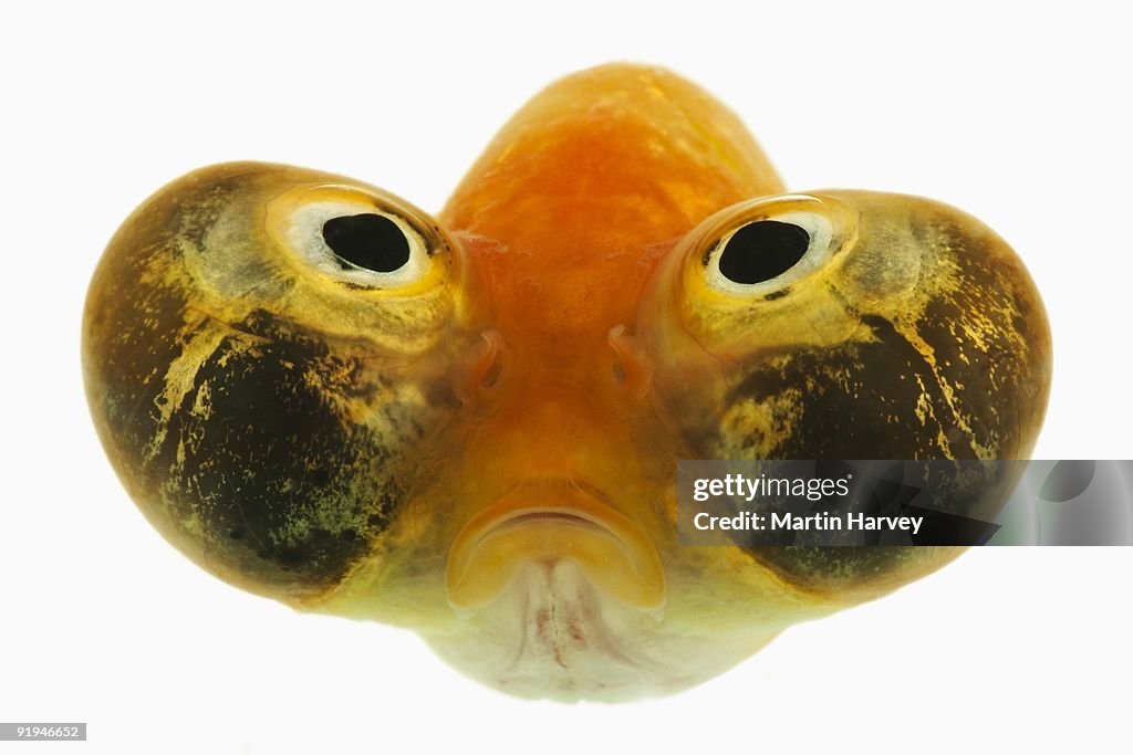 Celestial eye goldfish (Carassius auratus). Double tailed Goldfish variant with slim egg-shaped body and very distinctive upwards pointing eyes. Studio shot against white background.