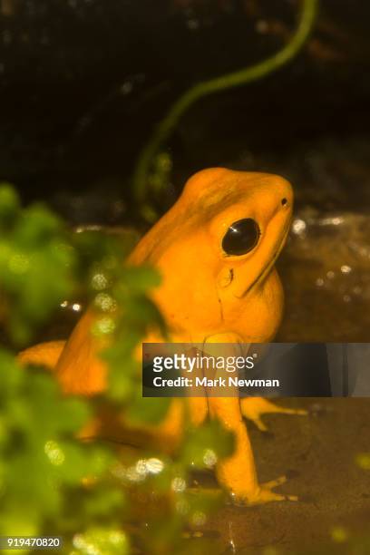 golden poison dart frog - golden frog stock pictures, royalty-free photos & images