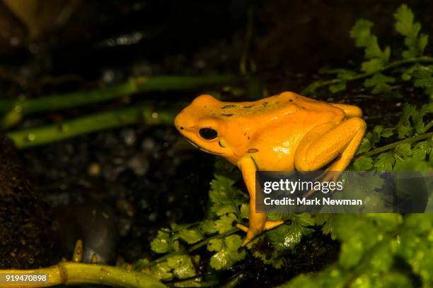 golden poison dart frog - golden poison frog stock pictures, royalty-free photos & images