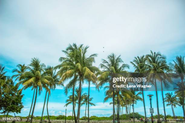 tall palm trees against slightly cloudy sky - miami sky fotografías e imágenes de stock