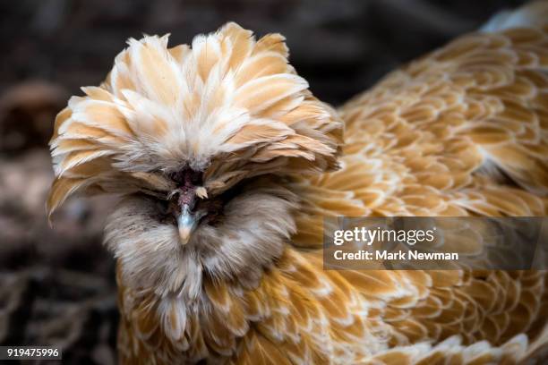 rooster - chicken decoration stock-fotos und bilder