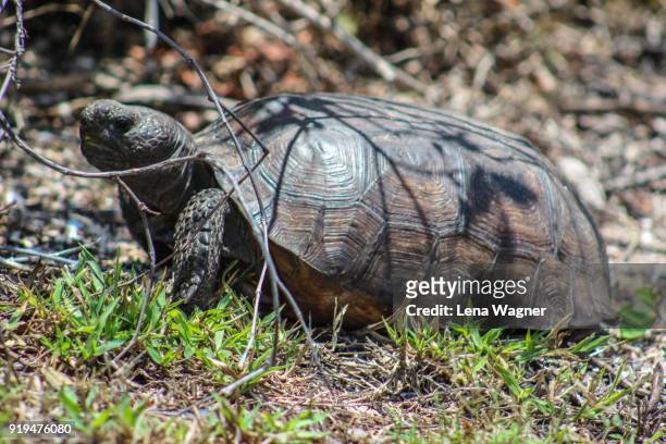sunbathing tortoise on grass - ニュースムーナ・ビーチ ストックフォトと画像