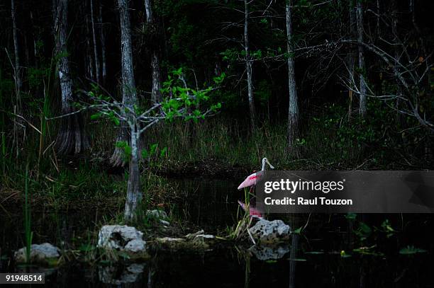 big cypress national preserve, florida. - ビッグサイプレス国立野生保護区 ストックフォトと画像