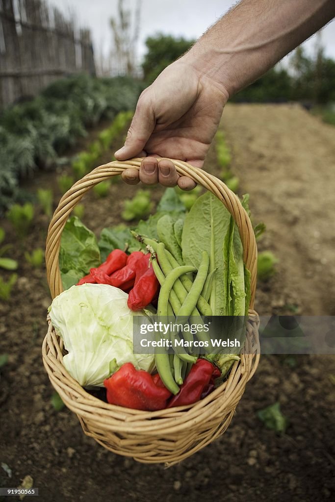 Close up of hand holding basket of organic vegetables in garden