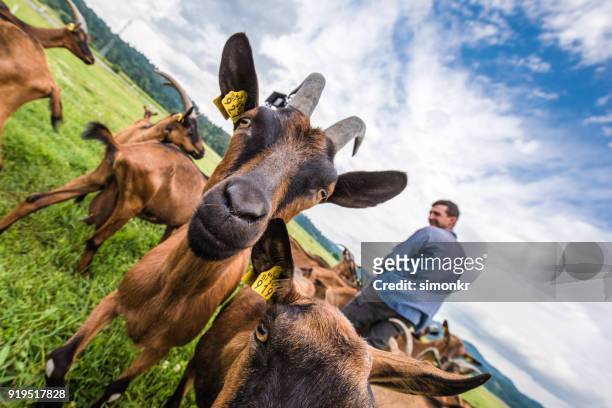 groupe de chèvres sur le paysage herbeux - herd photos et images de collection