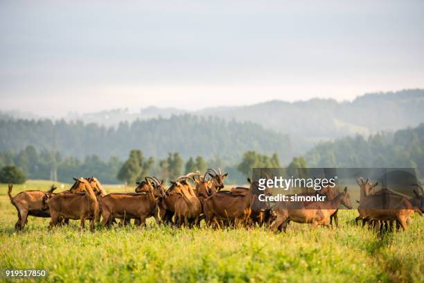 grupo de cabras en verde paisaje - chivas fotografías e imágenes de stock