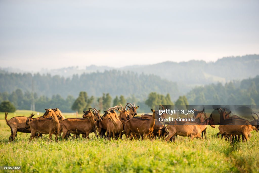 Grupo de cabras na paisagem gramada