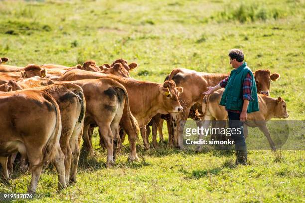 herder with group of cows standing on landscape - pastorear imagens e fotografias de stock