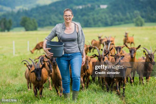 herder walking with group of goats - herders stock pictures, royalty-free photos & images