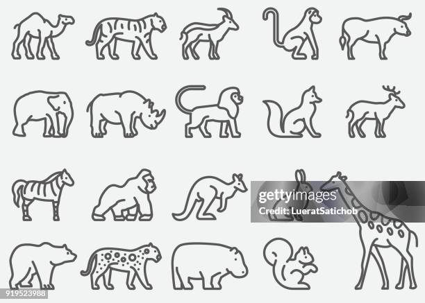 ilustraciones, imágenes clip art, dibujos animados e iconos de stock de los iconos de la línea de animales salvajes - felino grande