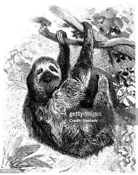 1点のミユビナマケモノイラスト素材 Getty Images 1点のミユビナマケモノイラスト素材 Getty Images