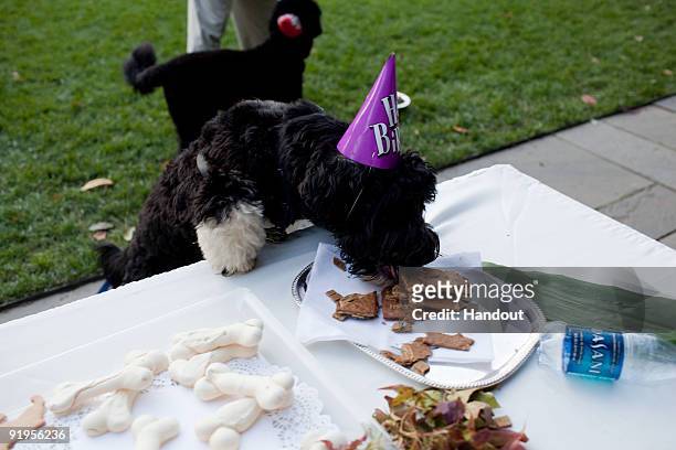 In this handout photo provided by The White House, Cappy, the brother of Obama family dog, Bo, eats treats at a birthday celebration for Bo in the...